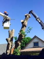 Professional Tree Services image 3